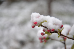 Sneeuw Voortuin Bennekom 1 april 2022