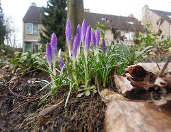 De lente begint in de Voortuin
                                  Bennekom!