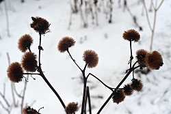 Winterpret12feb2017 VoortuinBennekom