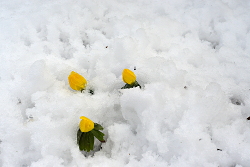 Winterpret12feb2017 VoortuinBennekom