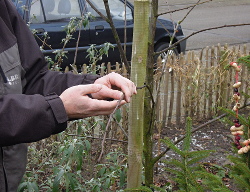 Hoogstambrigade in Voortuin Bennekom voor
                          eerste snoei en uitleg